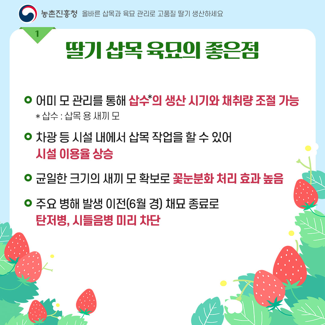 농촌진흥청 올바른 삽목과 육묘 관리로 고품질 딸기 생산하세요. <딸기 삽목 육묘의 좋은 점> - 어미 모 관리를 통해 삽수＊의 생산시기와 채취량 조절가능  * 삽수 : 삽목용 새끼 모 - 차광 등 시설 내에서 삽목 작업을 할 수 있어 시설 이용율 상승 - 균일한 크기의 새끼 모 확보로 꽃눈분화 처리 효과 높음 - 주요 병해 발생 이전(6월 경) 채묘 종료로 탄저병, 시들음병 미리 차단