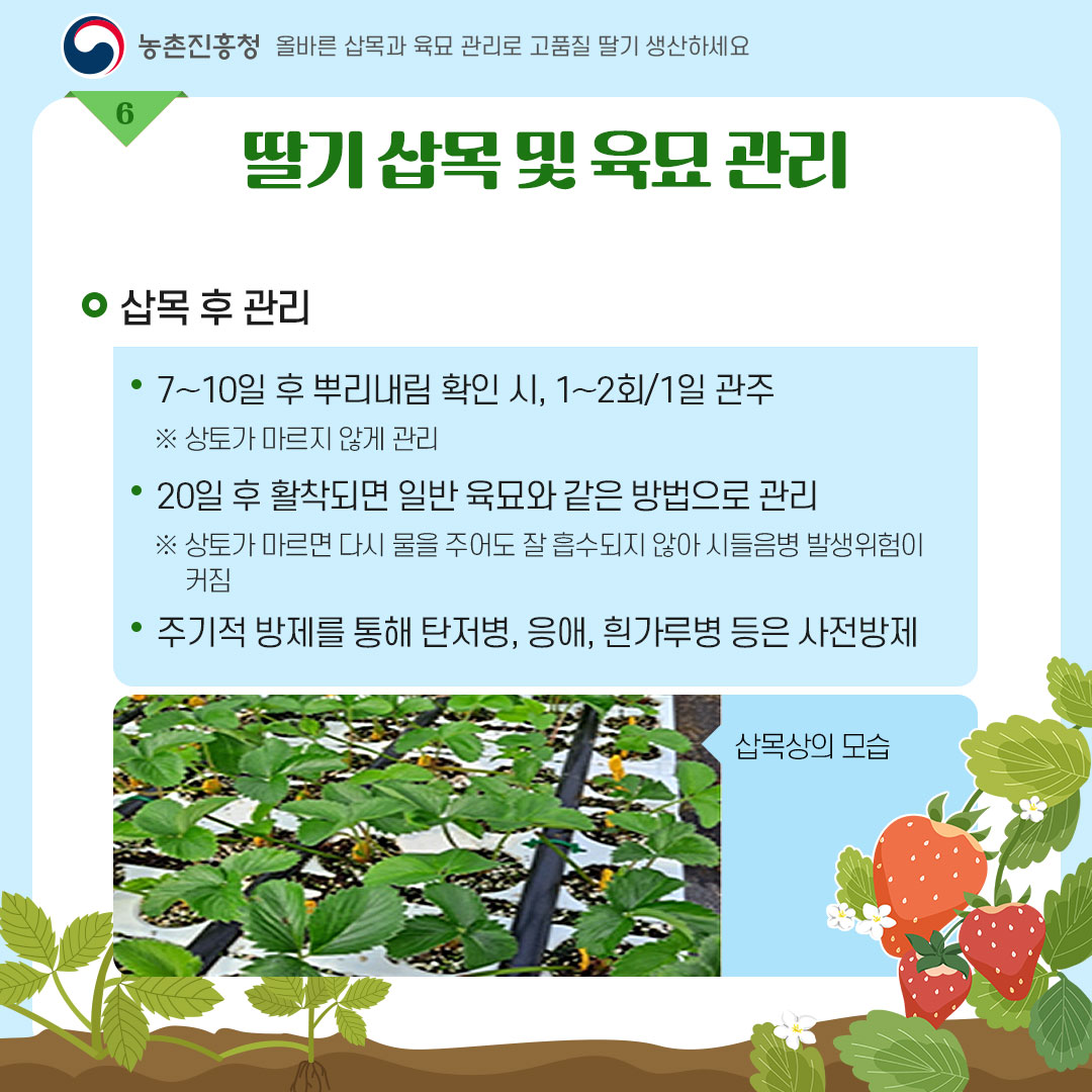 농촌진흥청 올바른 삽목과 육묘관리로 고품질 딸기 생산하세요 <딸기 삽목 및 육묘 관리> - 삽목 후 관리 * 7~10일 후 뿌리내림 확인 시, 1~2회/1일 관주 ※ 상토가 마르지 않게 관리 * 20일 후 활착되면 일반 육묘와 같은 방법으로 관리 ※ 상토가 마르면 다시 물을 주어도 잘 흡수되지 않아 시들음병 발생위험이 커짐 * 주기적 방제를 통해 탄저병, 응애, 흰가루병 등은 사전방제 = 삽목상의 모습