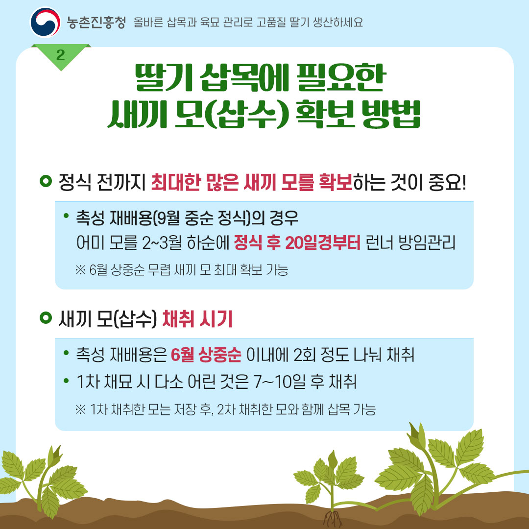 농촌진흥청 올바른 삽목과 육묘 관리로 고품질 딸기 생산하세요. <딸기 삽목에 필요한 새끼 모(삽수) 확보 방법> - 정식전까지 최대한 많은 새끼 모를 확보하는 것이 중요!  * 촉성 재배용(9월 중순 정식)의 경우 어미 모를 2~3월에 정식 후 20일경부터 런너 방임관리  ※ 6월 상중순 무렵 새끼 모 최대 확보 가능 - 새끼 모(삽수) 채취시기 * 촉성 재배용은 6월 상중순 이내에 2회 정도 나눠 채취 * 1차 채묘 시 다소 어린 것은 7~10일 후 채취 ※1차 채취한 모는 저장 후, 2차 채취한 모와 합께 삽목 가능