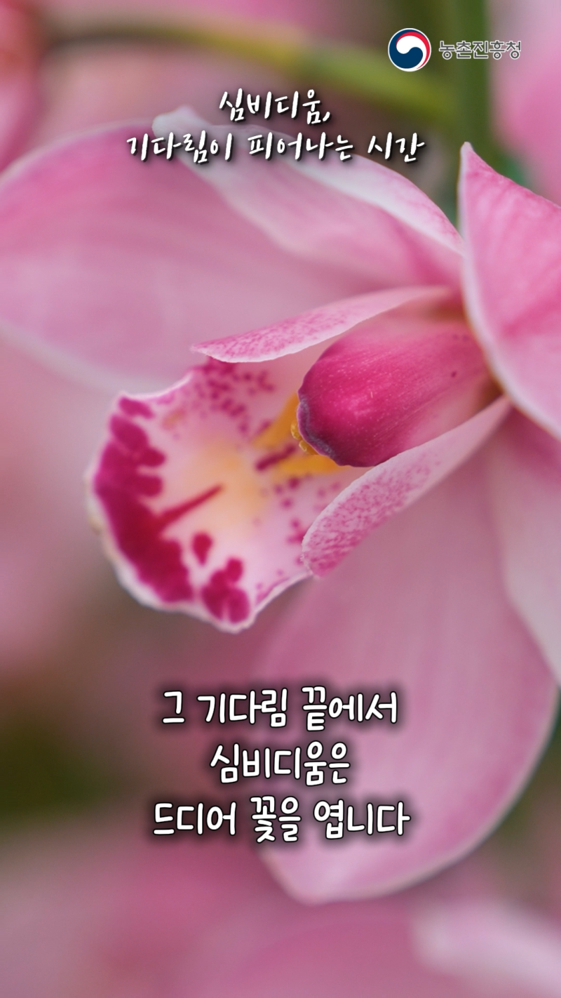 심비디움 꽃 분갈이&눈 따기로 활짝 쇼츠 A