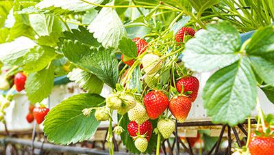 딸기 잎선충  건전한 모주 관리로 피해예방