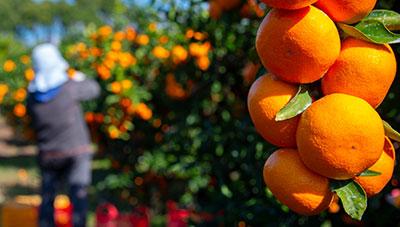 감귤 만감류 수확 전후 품질관리는 이렇게