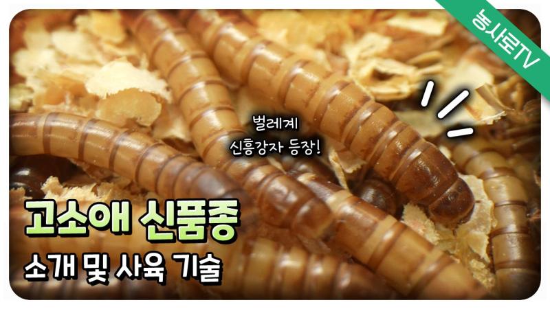 고소애 신품종 소개 및 사육 기술