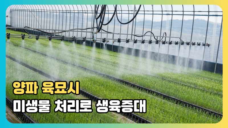 양파 육묘시 미생물 처리로 생육증대