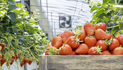 고소득 ‘시설딸기’생산량, 생육환경이 좌우 한다