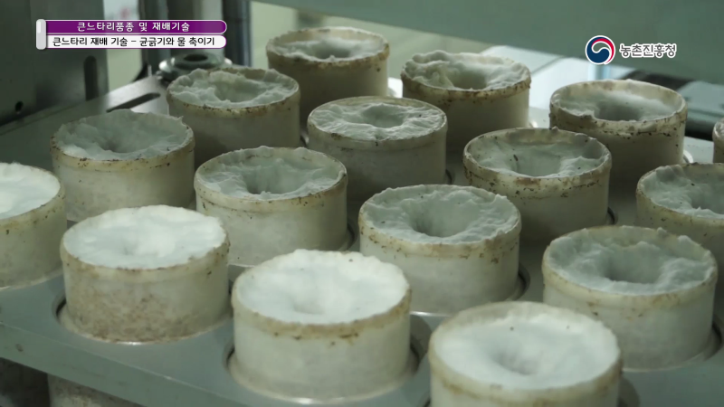 6. 큰느타리 재배 기술_균사배양과 후숙배양_균긁기와 물 축이기