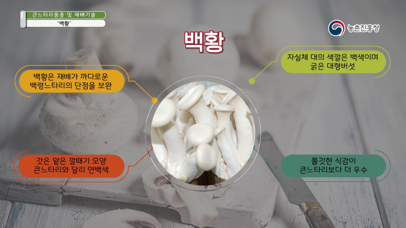 2. 아위느타리x백령느타리 ‘백황’