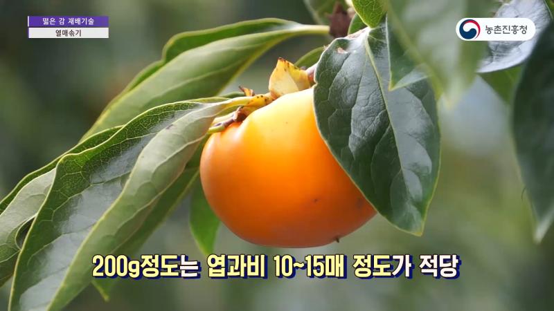 4_결실관리 - 열매솎기