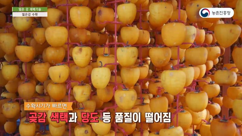 5_떫은감 수확
