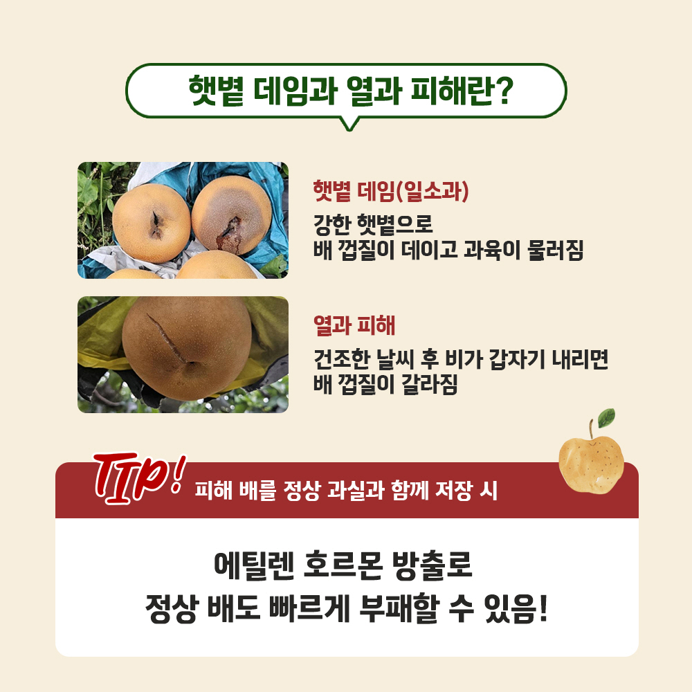 햇볕데임과 열과 피해란