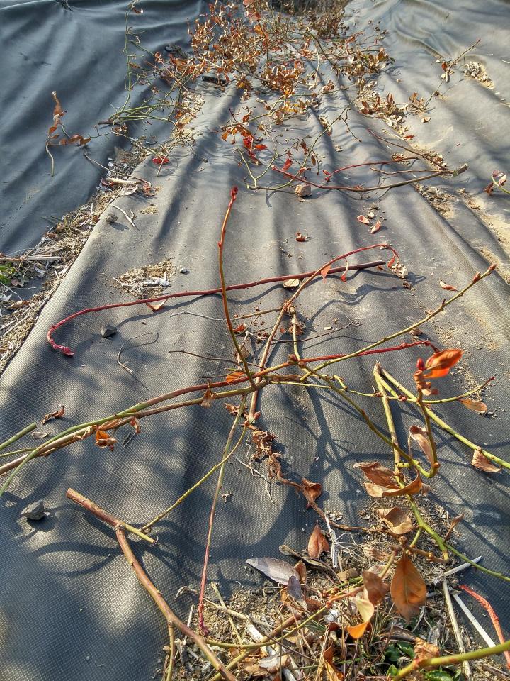 20170308_160300_HDR.jpg