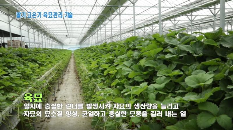딸기 고온기 육묘관리 기술