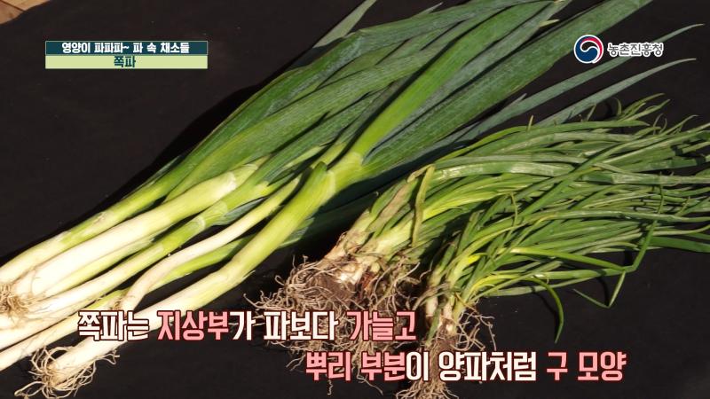 4. 쪽파와 샬롯