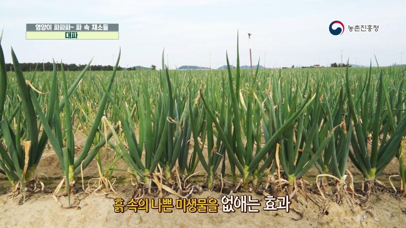 2. 대파와 마늘
