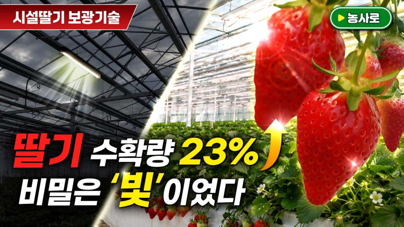 미세먼지·저일조, 시설딸기 맞춤형 보광기술로 걱정 끝! 