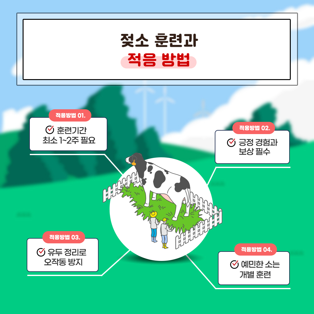 젖소 훈련과 적응방법 적응방법1. 훈련기간 최소 1~2주 필요, 적응방법2. 긍정 경험과 보상 필수, 적응방법 3. 유두 정리로 오작동 방지, 적응방법 4. 예민한 소는 개별 훈련