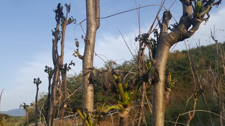 참죽이 얼었다.....??