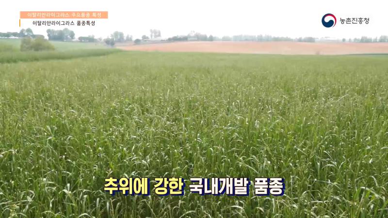 2_이탈리안 라이그라스 품종특성