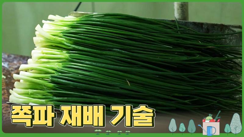 쪽파 재배 기술