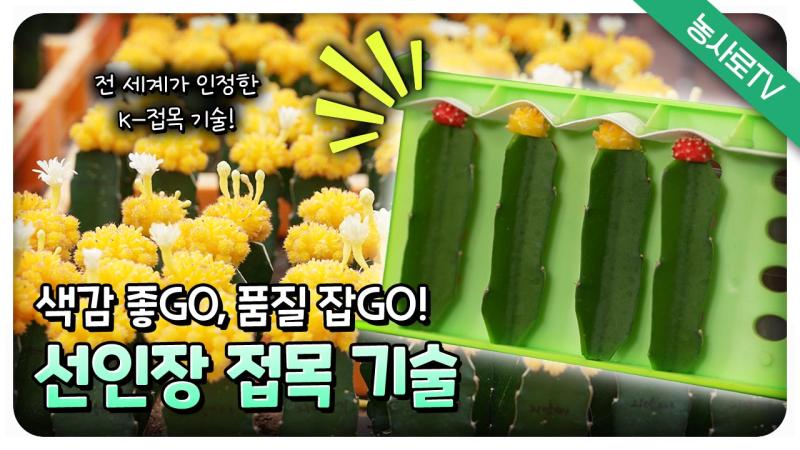 선인장 접붙이기