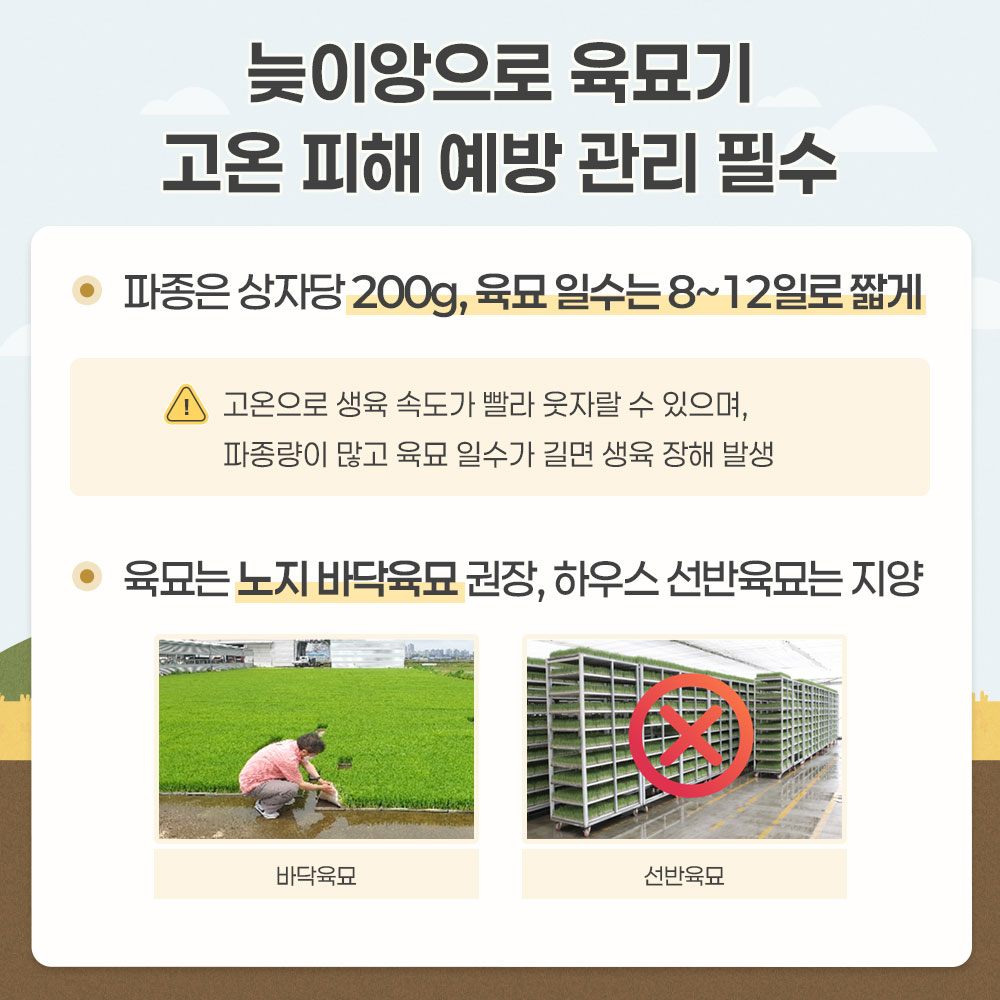 늦이앙으로 육묘기 고온피해 예방 관리 필수 -파종은 상자당 200g, 육묘 일수는 8~12일로 짧게 * 고온으로 생육 송도가 빨라 웃자랄 수 있으며, 파종량이 많고 육묘 일수가 길면 생육 장해 발생 -육묘는 노지 바닥육묘 권장, 하우스 선반육묘는 지양