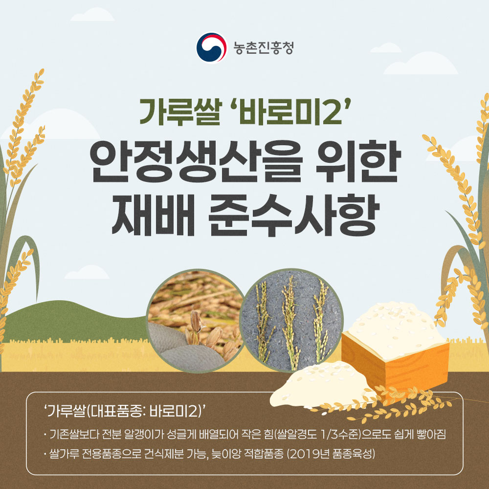 가루쌀 '바로미2' 안정생산을 위한 재배 준수사항 -가루쌀(대표품종 : 바로미2) * 기존살보다 전분알갱이가 성글게 배열되어 작음힘(쌀알경도 1/3수준)으로도 쉽게 빻아짐 * 쌀가루전용품종으로 건식제분 가능, 늦이앙 적합품종(2019년 품종육성)