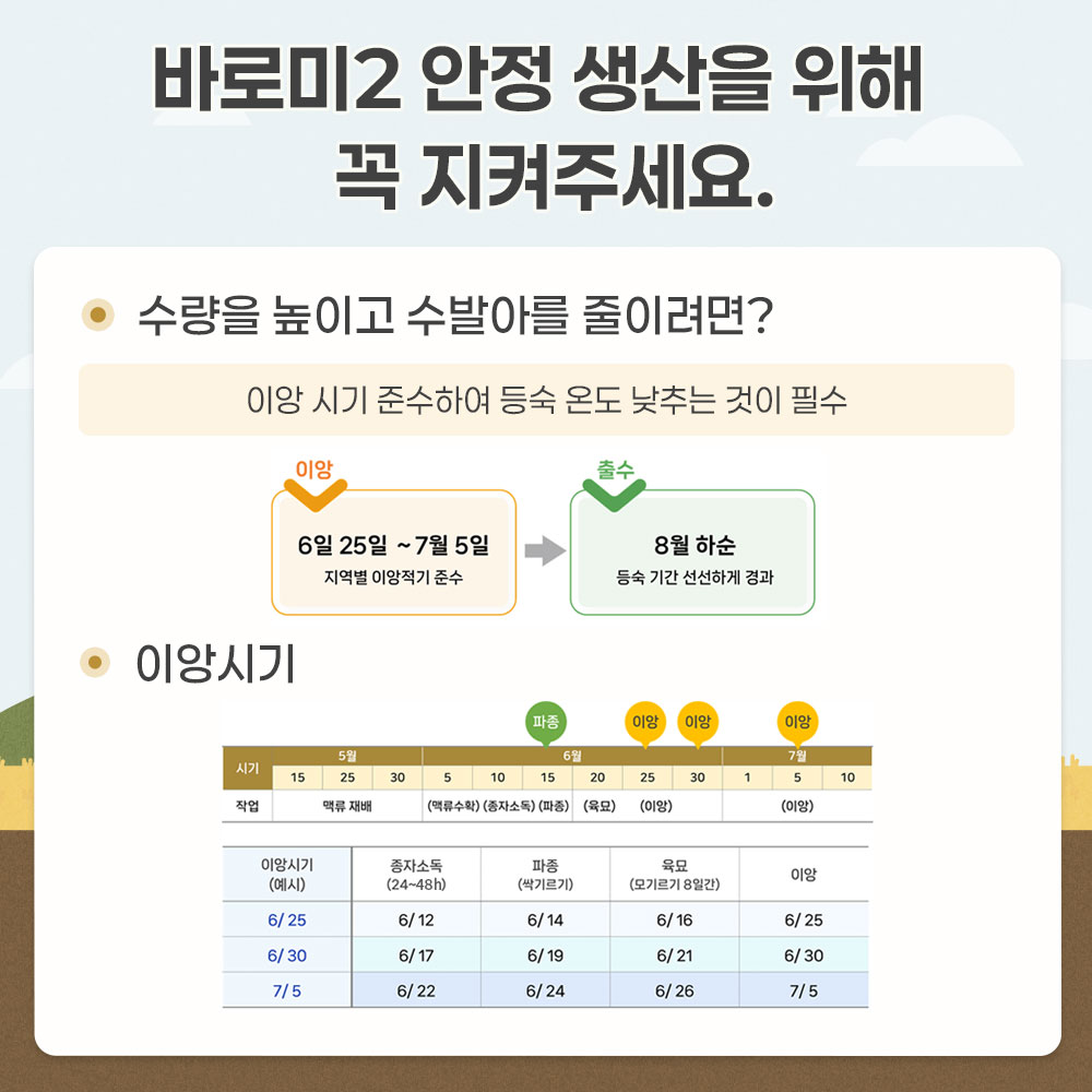 바로미2 안정생산을 위해 꼭 지켜주세요. -수량을 높이고 수발아를 줄이려면? * 이양시기 준수하여 등숙온도 낮추는 것이 필수 -이앙시기