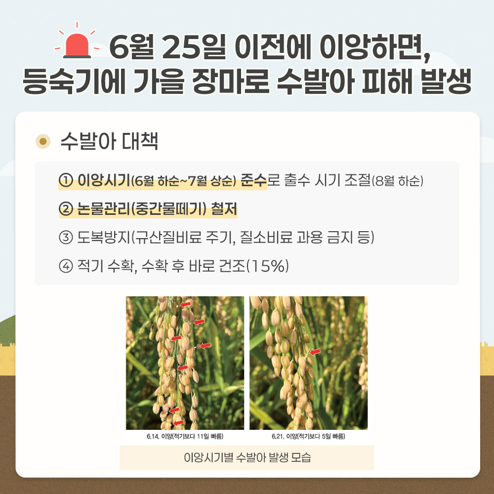 6월 25일 이전에 이양하면, 등숙기에 가을 장마로 수발아 피해 발생 - 수발아 대책  *이양시기(6월 하순~7월 상순) 준수로 출수시기 조절(8월하순) *논물관리(중간물떼기) 철저 *도복방지(규산질비료주기, 질소비료 과용 금지 등) *적기 수확, 수확 후 바로 건조(15%)