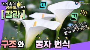 [ 너의속이궁금해 ] 칼라 꽃의 구조와 종자 번식