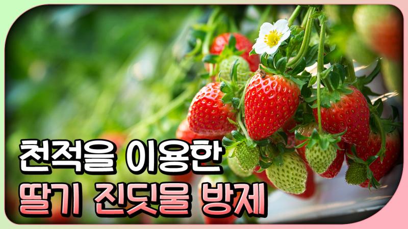 천적을 이용한 딸기 진딧물 방제
