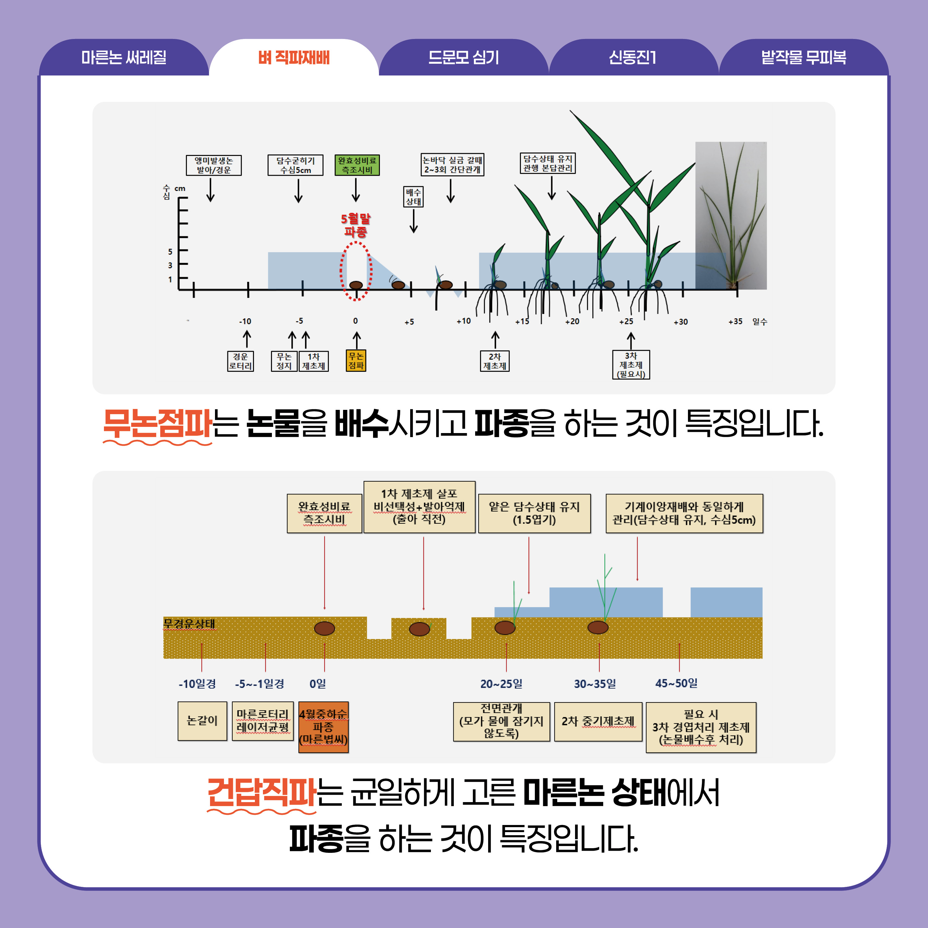 벼 직파재배  무논점파는 논물을 배수시키고 파종을 하는 것이 특징입니다.  건답직파는 균일하게 고른 마른논 상태에서 파종을 하는 것이 특징입니다.