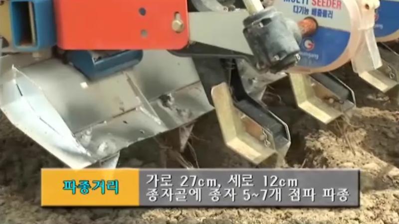 건답직파 파종