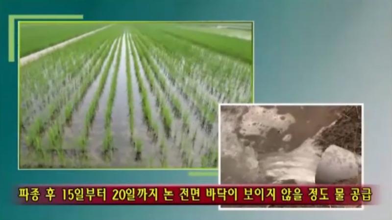 건답직파 파종후 물관리