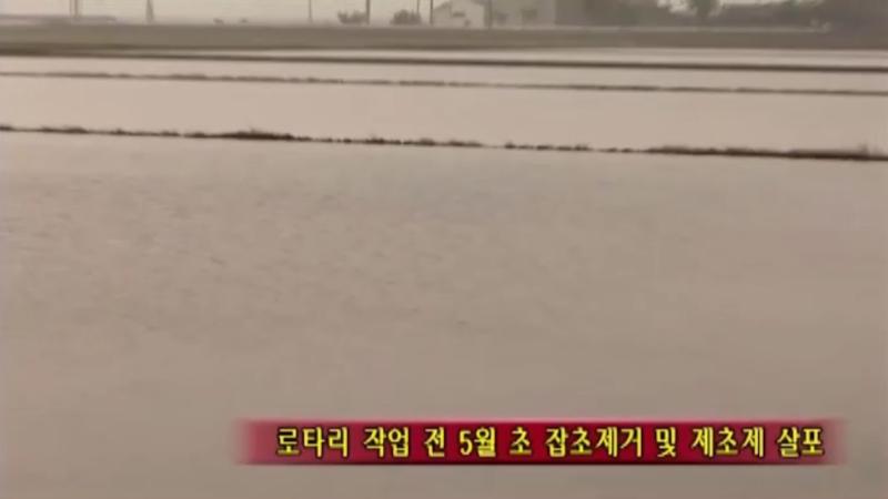 건답직파 논준비