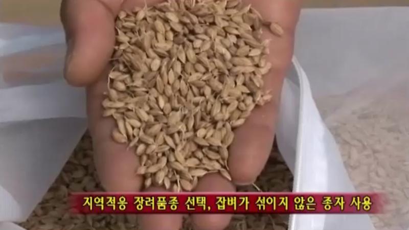 품종,침종,소독,최아