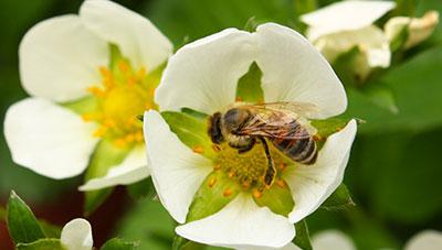 겨울철 딸기, 지금부터 화분매개용 벌 지금부터 준비하세요!