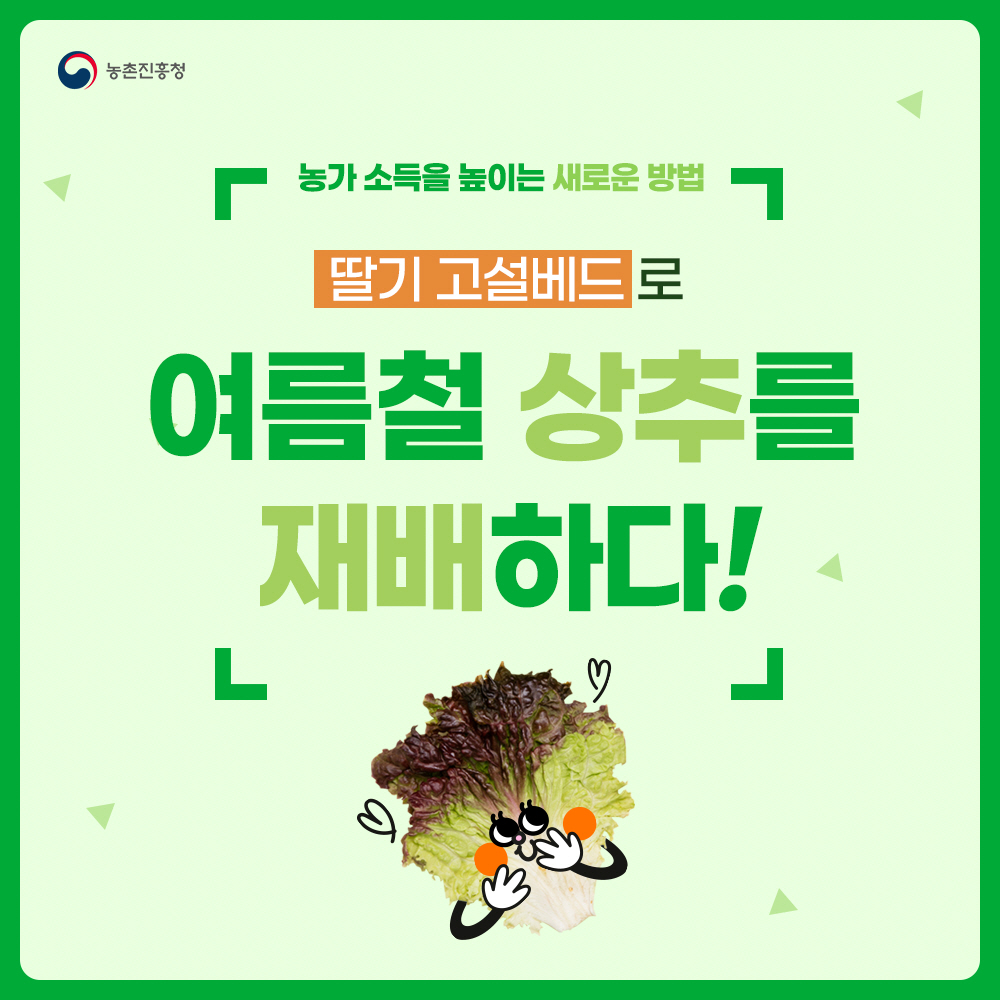 농가 소득을 높이는 새로운 방법 딸기 고설배드로 여름철 상추를 재배하다!