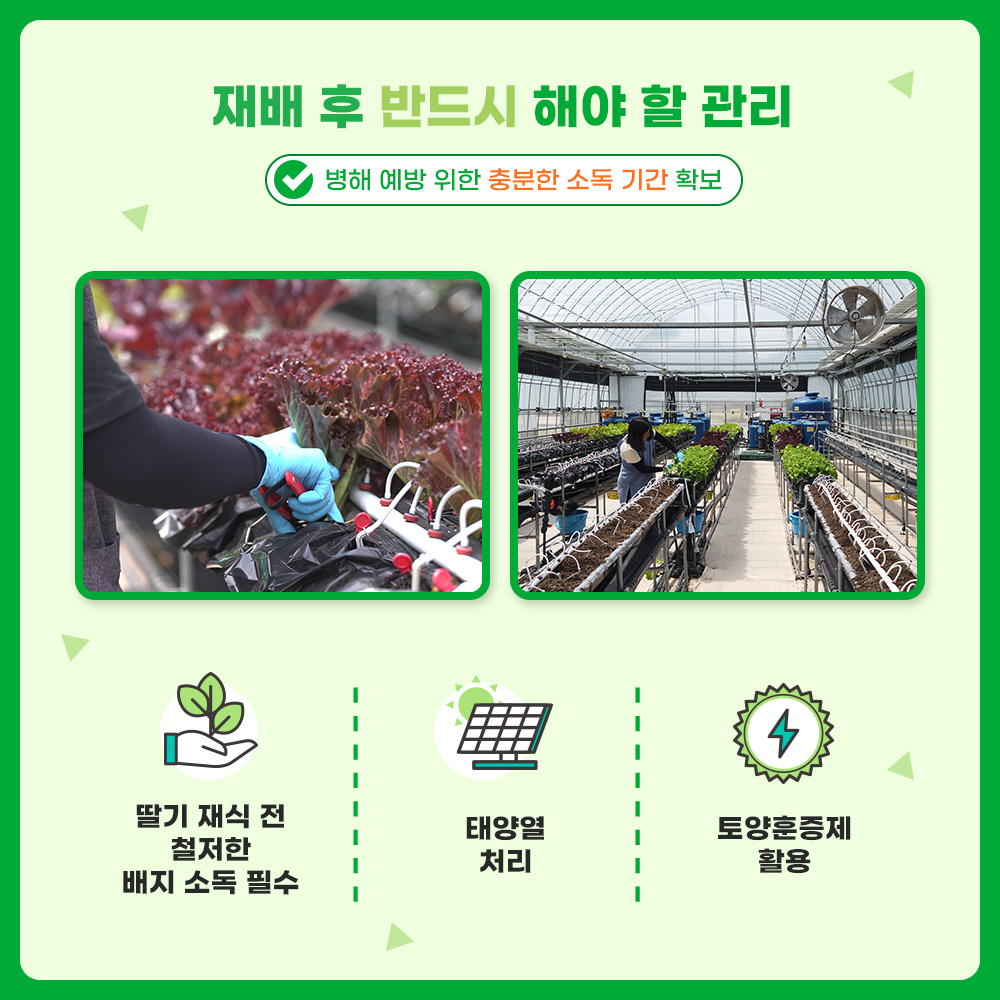 재배 후 반드시 해야 할 관리 : 병해 예방 위한 충분한 소독 기간 확보 - 딸기 재식 전 철저한 배지 소독 필수, 태양열 처리, 토양훈증제 활용