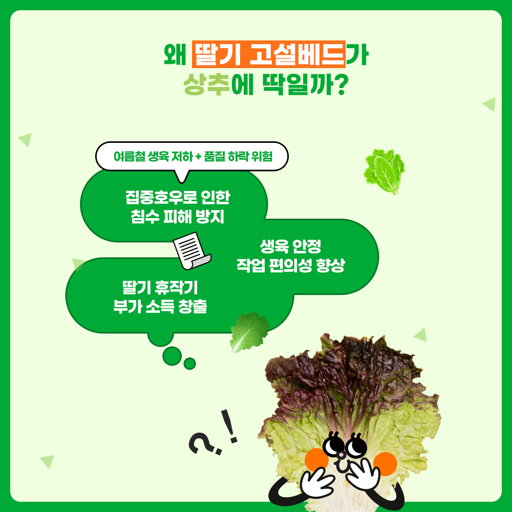 왜 딸기 고설베드가 상추에 딱일까? 여름철 생육저하+품질 하락 위험 - 집중호우로 인한 침수 피해 방지, 딸기 휴작기 부가 소득 창출, 생육 안정 작업 편의성 향상