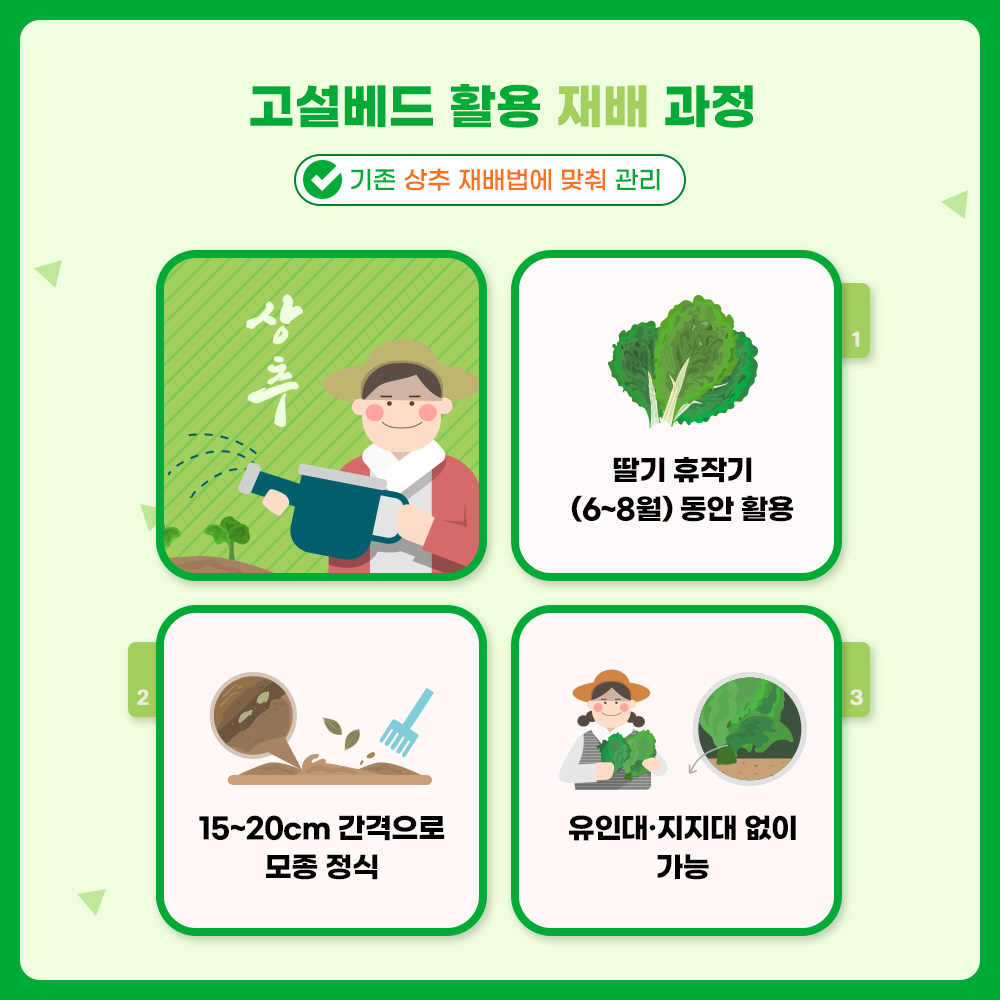 고설베드 활용 재배 과정 : 기존 상추 재배법에 맞춰 관리 1) 딸기 휴작기(6~8월)동안 활용 2) 15~20cm 간격으로 모종 정식 3) 유인대. 지지대 없이 가능