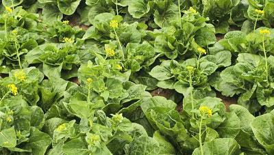 봄 배추 꽃대오름 사전 예방 관리 요령