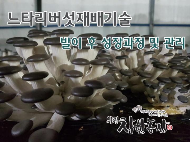 느타리버섯 재배방법 6탄 발이 후 성장과정 및 관리