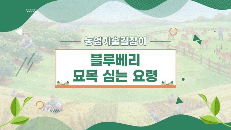 농업기술길잡이 - 블루베리 묘목 심는 요령