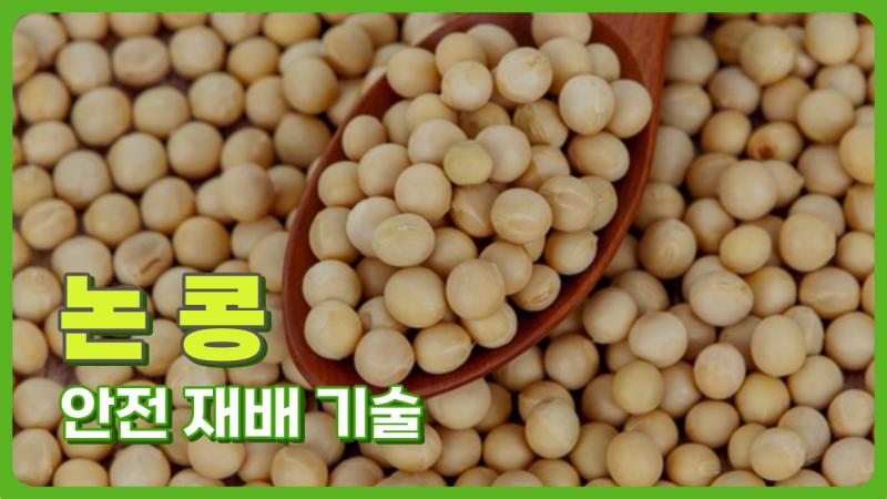논 콩 안전 재배기술