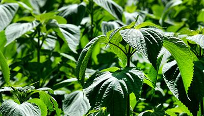 잎들깨 수경재배 요령