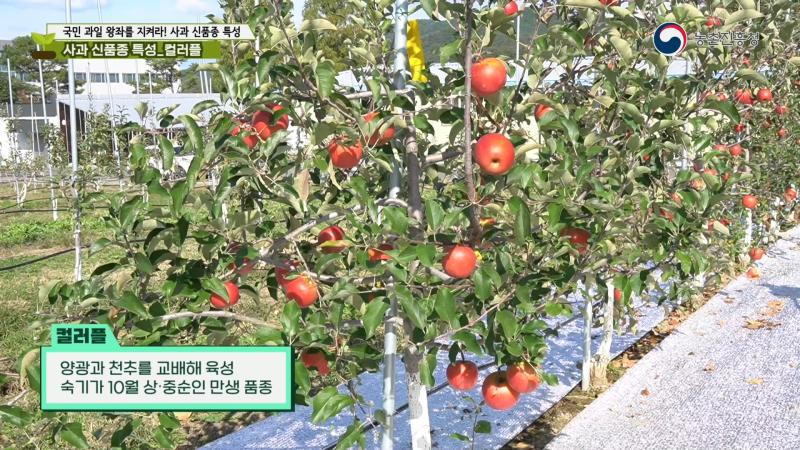 컬러플