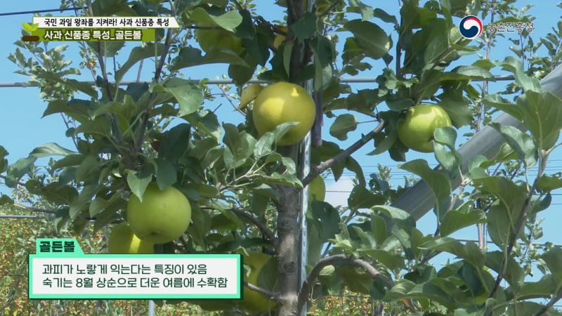 골든볼