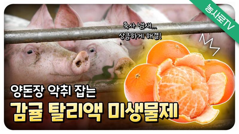 양돈장 악취 잡는 감귤 탈리액 미생물제제 썸네일 이미지