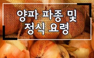 양파 파종 및 정식 요령