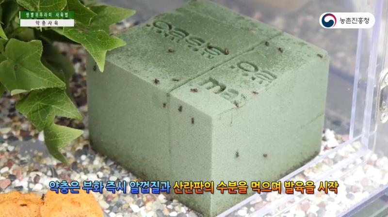 3_쌍별귀뚜라미 발육단계별 사육기술 - 약충사육